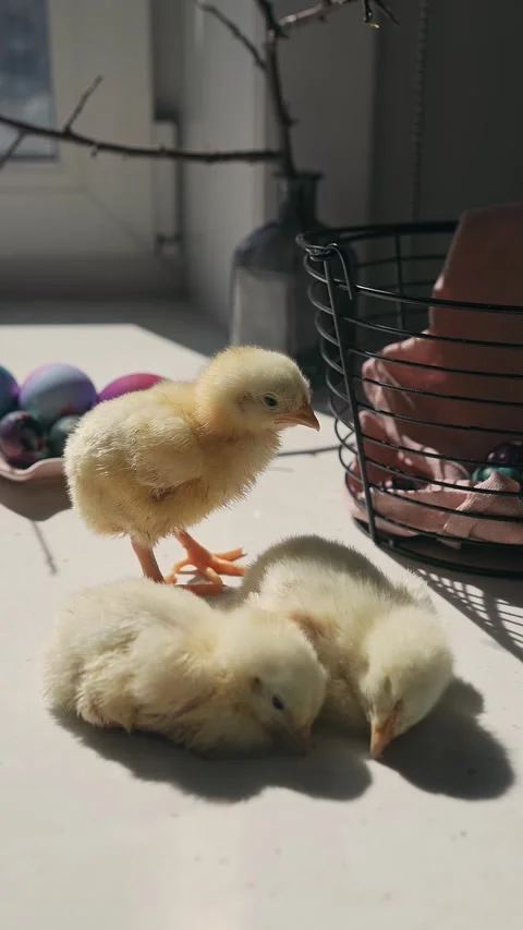 Chickens with colored Easter eggs on the table Stock Footage 185739658