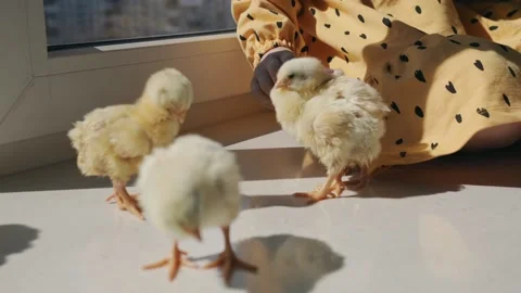 Chickens with colored Easter eggs on the table Stock Footage 185739690