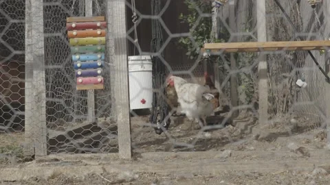 Chickens Of Coop 60Sec Stock Footage 255211853