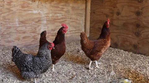 Chickens in a Coop at the Farm Video stock 32141097