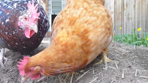 Chickens in the Coop Stock Footage 22917074