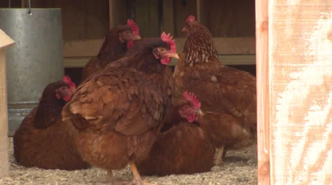 Chickens in a Coop Stock Footage 26101961