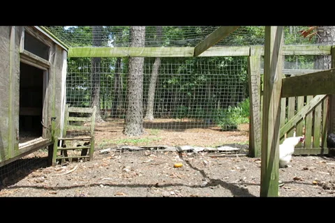 Chickens In Coop Stock Footage 39478334