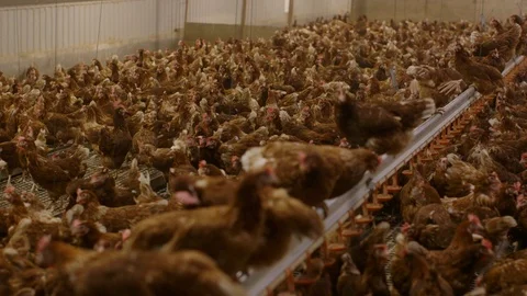 Chickens in a coop 스톡 동영상 86527124