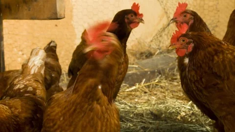 Chickens in the Coop Stock Footage 115269285