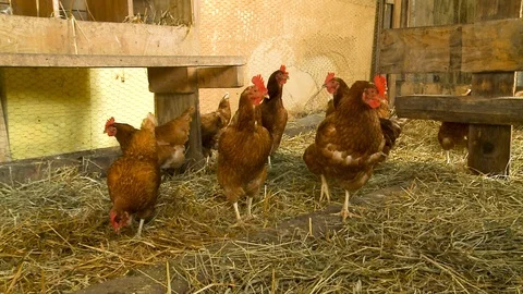 Chickens in the Coop Stock Footage 115269659