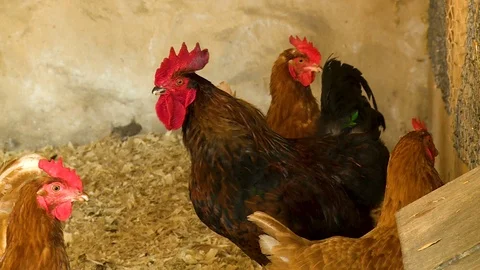 Chickens in the Coop Stock Footage 115279251
