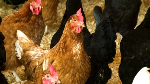 Chickens in the Coop Stock Footage 115279525