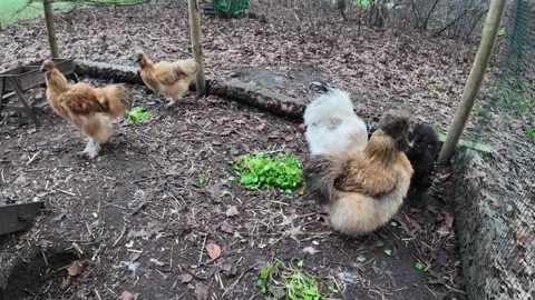 Chickens in a coop Stock Footage 323806180