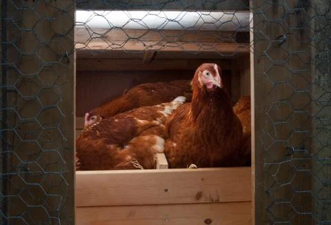 Chickens in the coop Stock Photos
