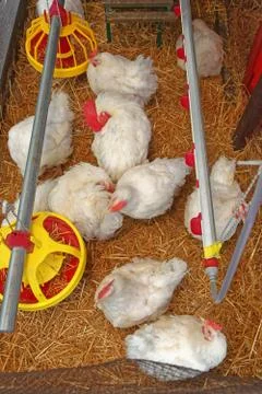 Chickens in Coop Stock Photos
