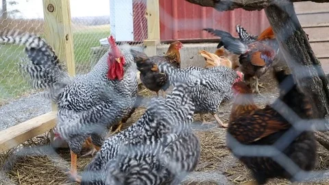 Chickens in a Coop with Wind Stock Footage 74959178