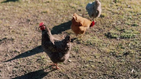 Chickens in the countryside in the yard close up Stock Footage 307125440