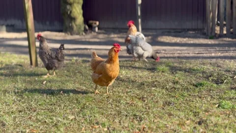 Chickens in the countryside in the yard close up Stock Footage 307125463