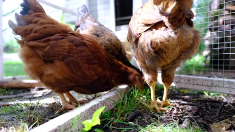 Chickens in coup epic Stock Footage 239891113