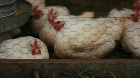Chickens in a Coup Stock Footage