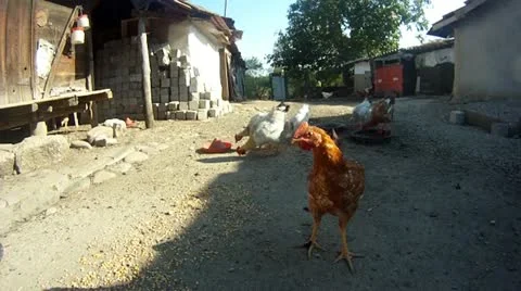 Chickens in courtyard Stock Footage 18960135