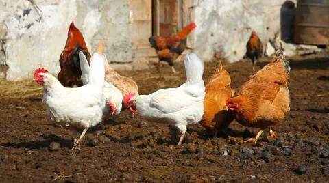 Chickens in the courtyard Stock Footage 61321870
