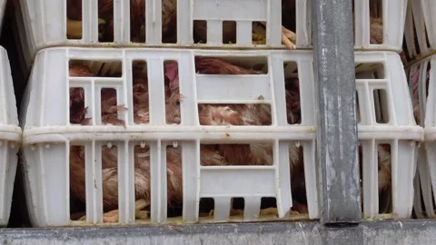 Chickens crammed into plastic cages on a truck awaiting slaughter at a poultr Stock Footage