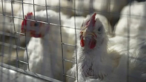 Chickens in a cramped cage 動画素材 157684612