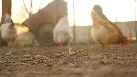 Chickens in defocus on the background Stock Footage 107739143