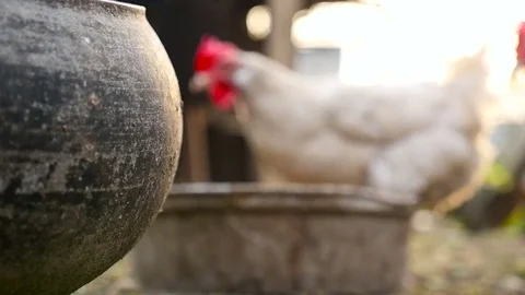 Chickens in defocusing eat corn Stock Footage 80264896