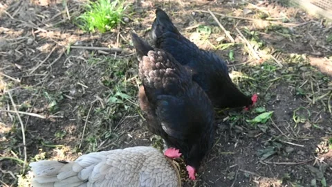 Chickens of Different Breeds Feeding Видео 334376623