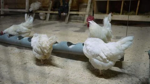 Chickens of different breeds on the poultry yard. Young chickens and roosters Stock Photos