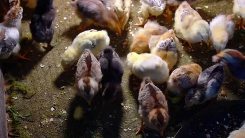 Chickens divide food Stock Footage 76384172