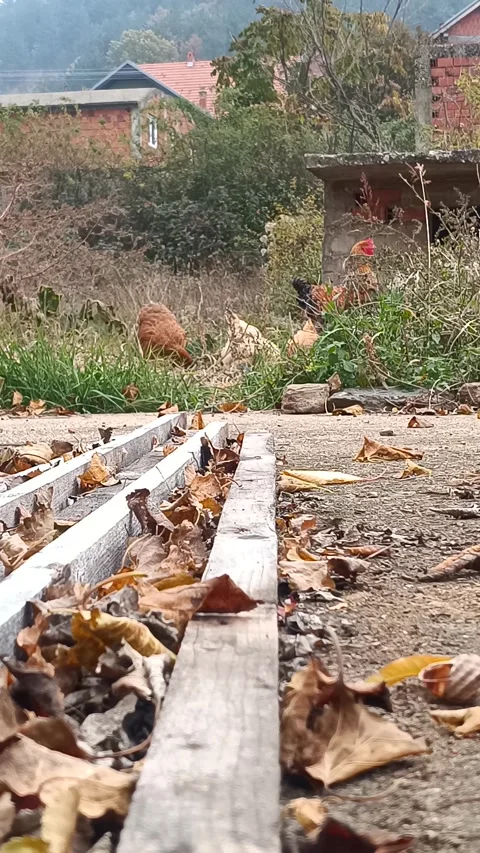 Chickens doing their business Video stock 291669613