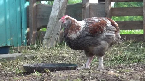 Chickens drink water from the drinking Stock Footage 52575894