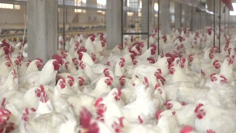 Chickens drinking, pan right, chicken farm Stock-Footage 119478363