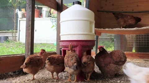 Chickens drinking water in chicken coop. Stock Footage 278042811