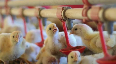 Chickens drinking water Video stock 62417298