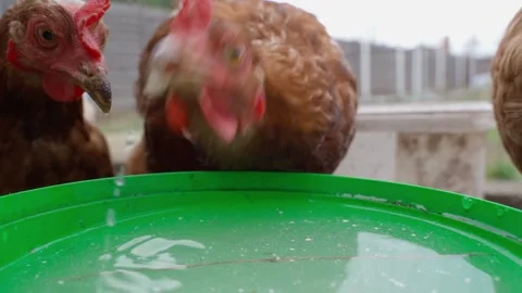 Chickens drinking whey, close-up in slow motion Stock Footage 310251539
