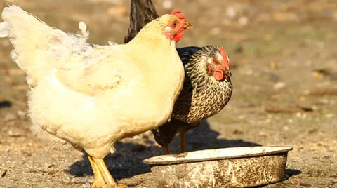 Chickens drinks Stock-Footage 23115049
