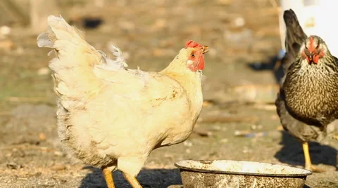 Chickens drinks water Stock Footage 41309567