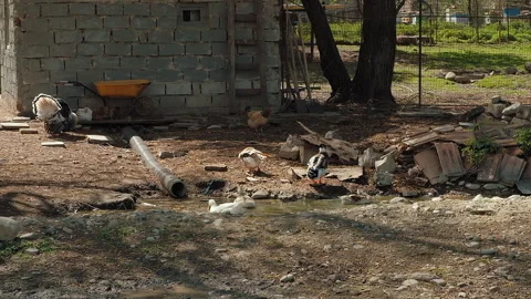 Chickens, ducks and turkey in the small farm yard. Household agriculture concept Stock Footage 258286338