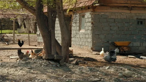 Chickens, ducks and turkey in the small farm yard. Household agriculture concept Video stock 258286381