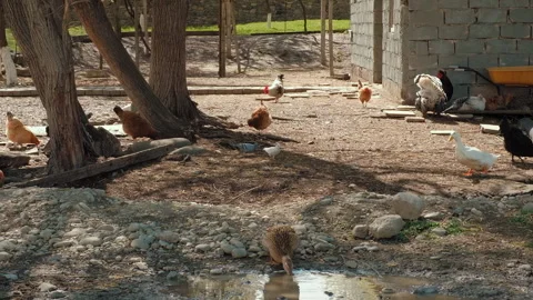 Chickens, ducks and turkey in the small farm yard. Household agriculture concept Stock Footage 258286441
