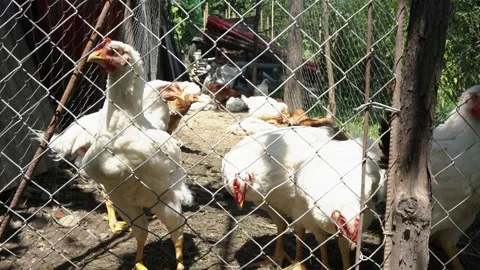 Chickens &amp; Ducks Stock Footage 135668674