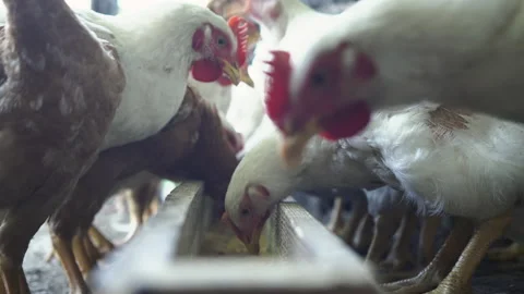 Chickens &amp; Ducks Stock Footage 135673102