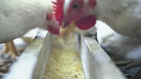 Chickens &amp; Ducks Stock Footage 135673315