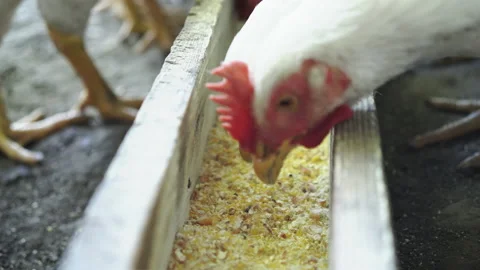 Chickens &amp; Ducks Stock Footage 135673322