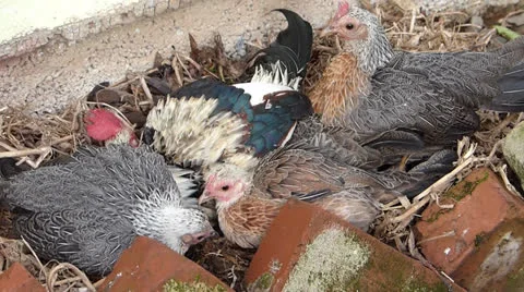 Chickens Dust Bathing.MTS Видео 22906218