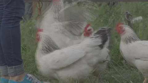 Chickens eat bread from hand Stock Footage 77170377