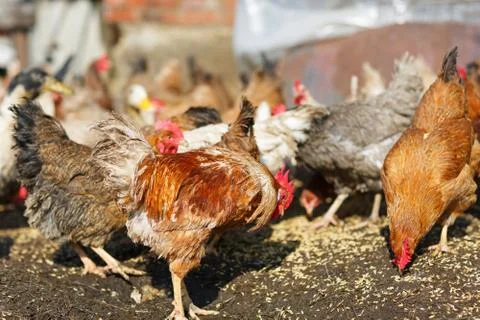 Chickens eat corn Stock Photos