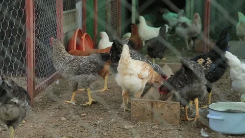 CHICKENS EAT Stock Footage 158049413