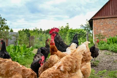  chickens eat in front of a rooster Stock Photos
