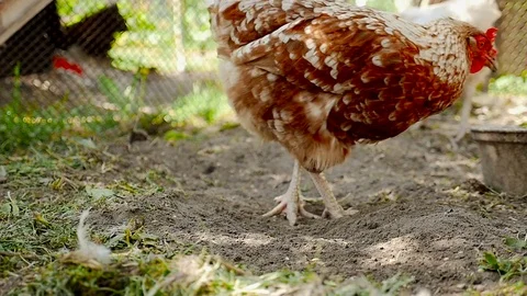 Chickens eat grain and grass. Slow motion Stock Footage 80282134